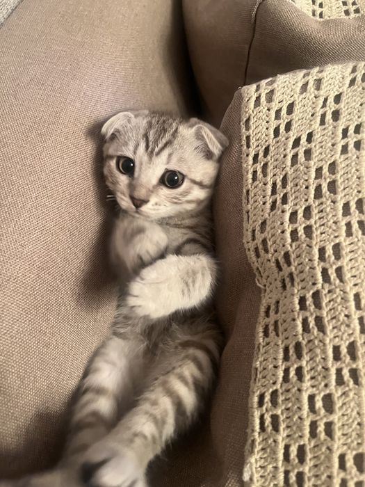 Отдам двух котят в добрые руки