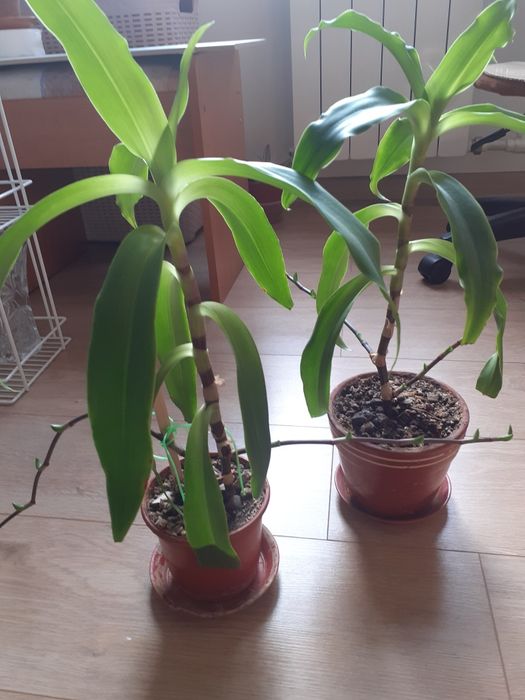 Золотой ус  60 см