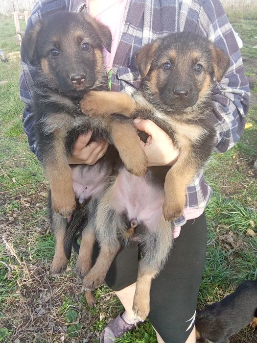 Щенки немецкой овчарки