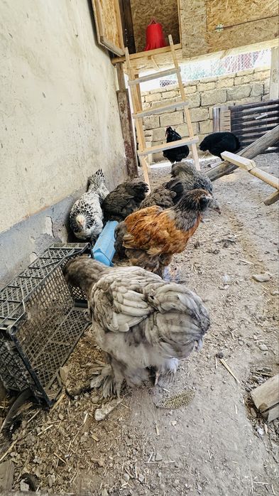 Avstrolop ruminiya, Brama, Golosheyka jo’jalari