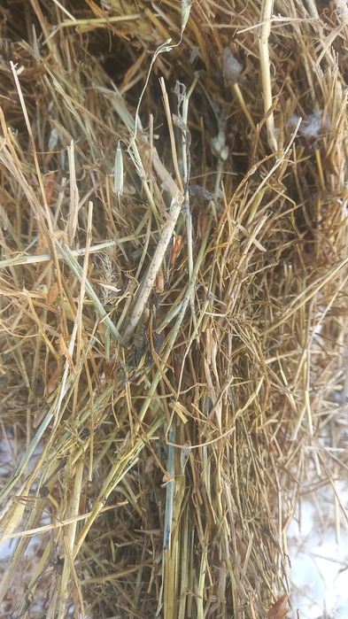 Продается солома чечевичная в рулонах