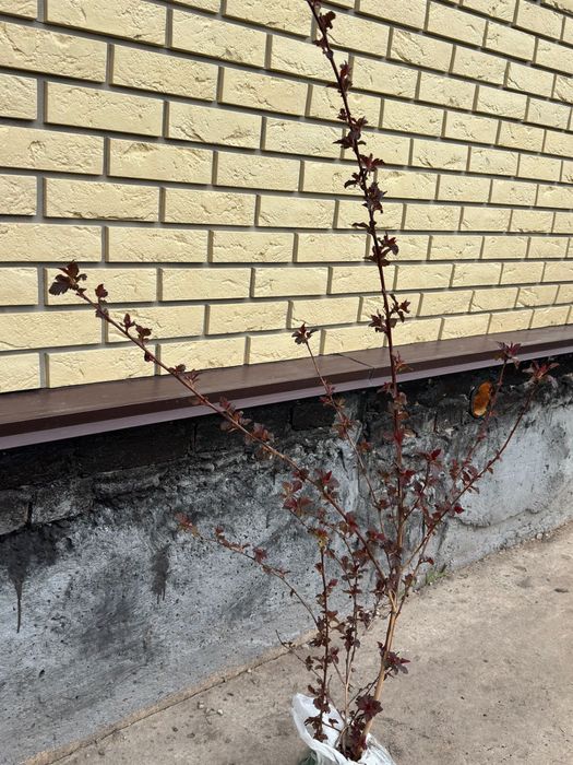 Кизильник, Пузыреплодник