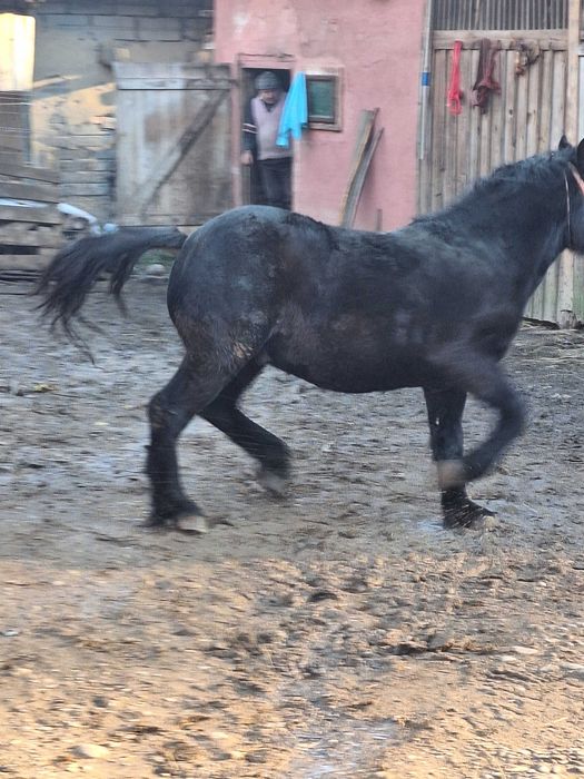 Vand manz de un an jumate