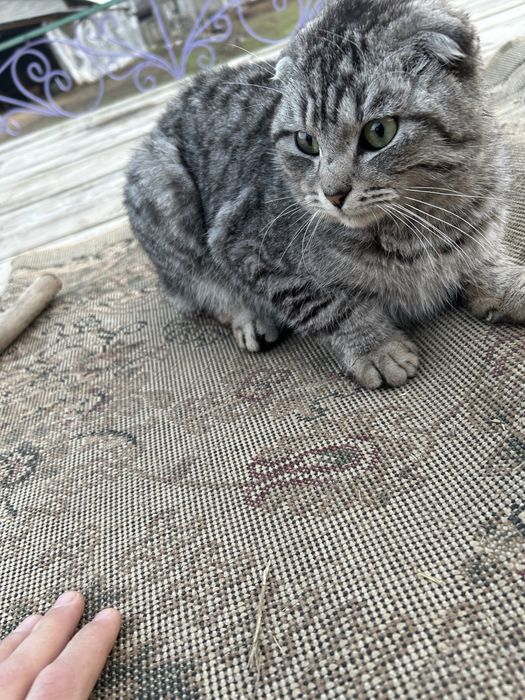 Кошка шатландский