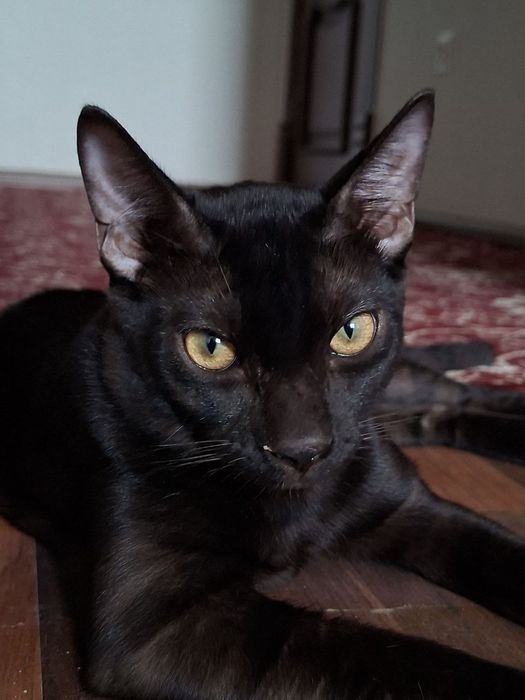 Тозака бенгал камёб