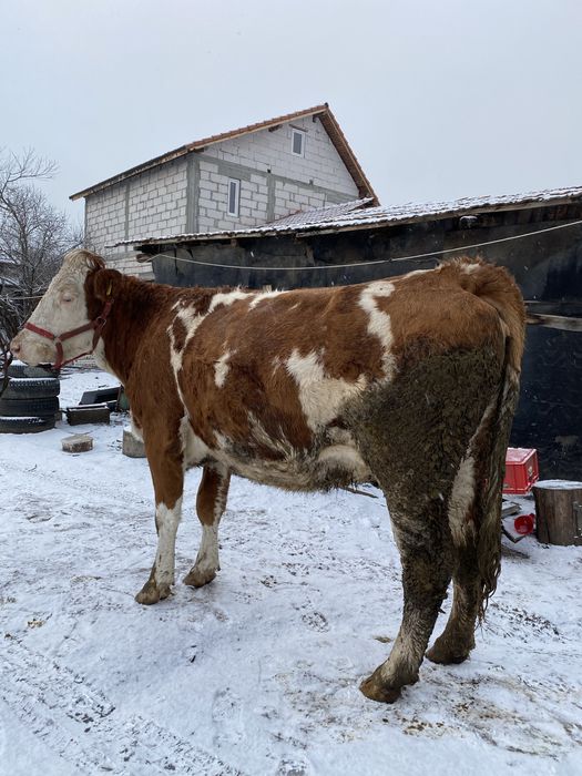De vanzare vaca baltata romaneasca !