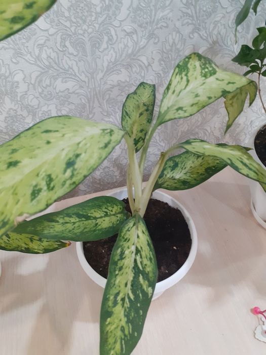 Продам цветок Аглаонема star bright