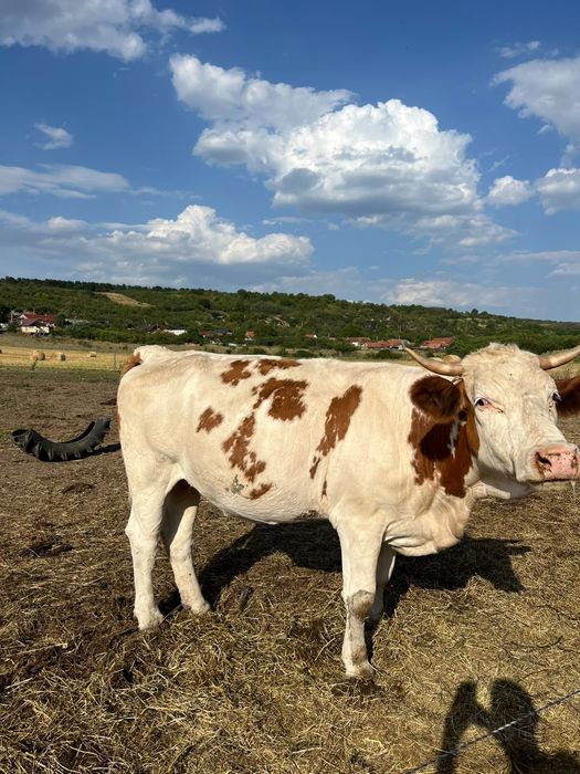 Jurincă de 2 ani jumate de vânzare
