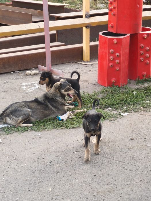 Щенята в добрые руки