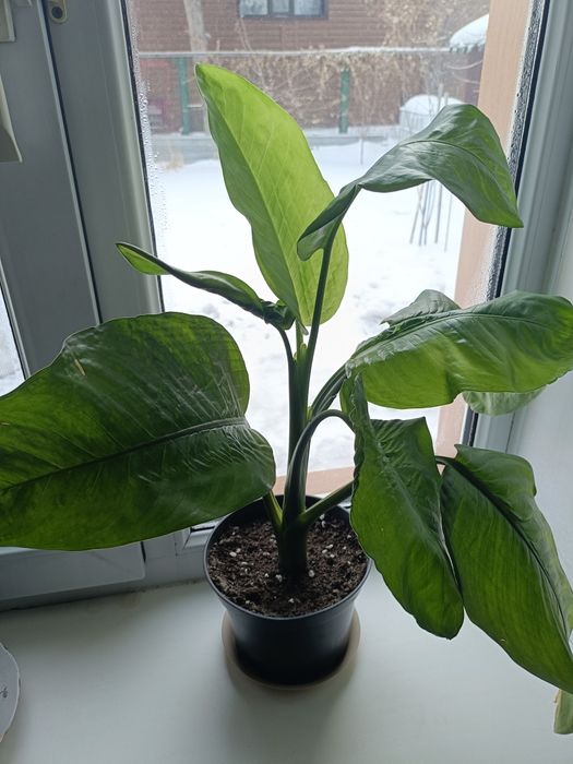 Диффенбахия продам