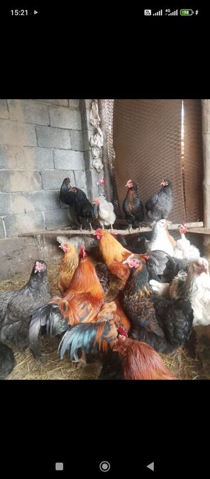 Дамашни тауыктар сатылады