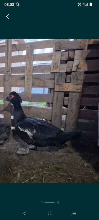 Продам индоуток два самец