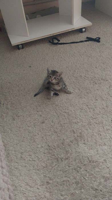 котята милые игривые мальчики