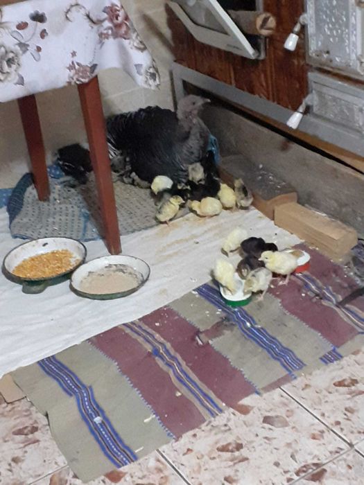 Pui de curcă de vânzare