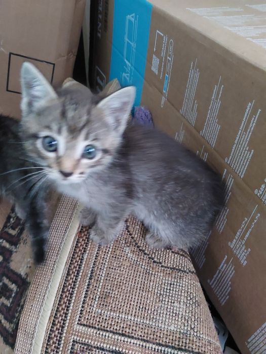 Котята в добрые руки
