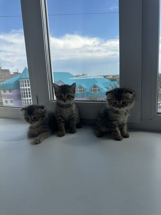 Котята в хорошие добрые руки