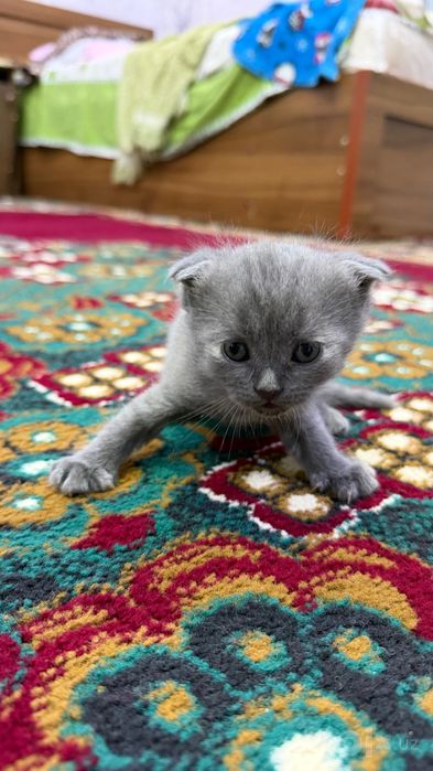 Scottish Fold 1 oylik