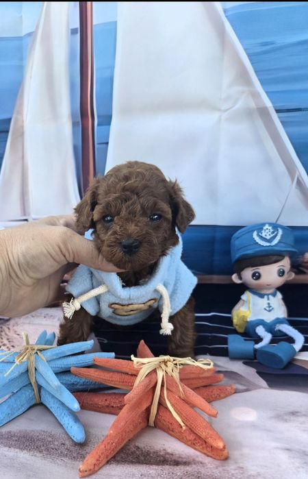 Пудел тийкъп Пудел той poodle teacup момче