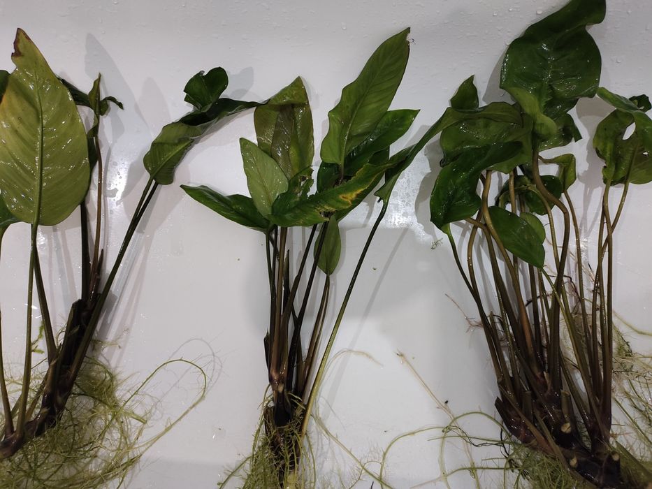 Анубиас Афцели большие кусты