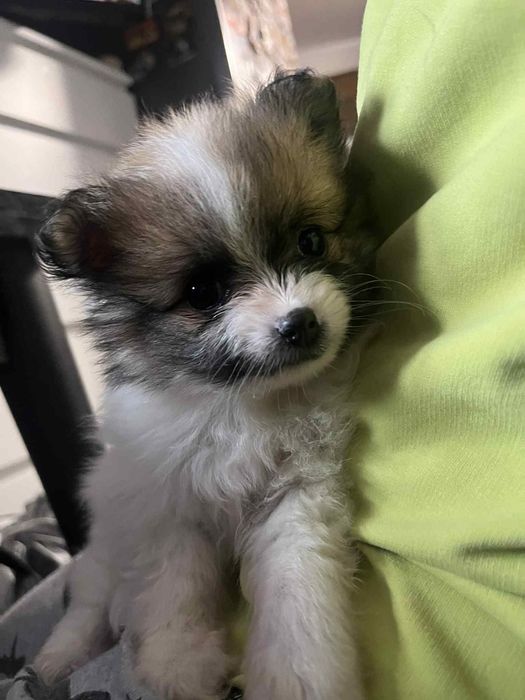 Мини померан шпиц