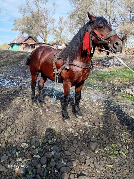 Vând sau schimb armăsar de șase ani e cuminte e blând trage bine