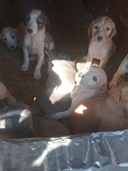 Шенки тазы продам