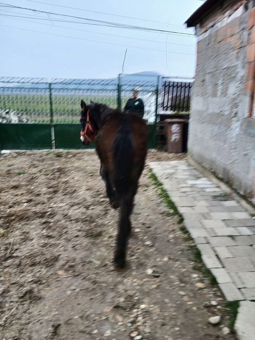 Mînji de vânzare de 5 luni