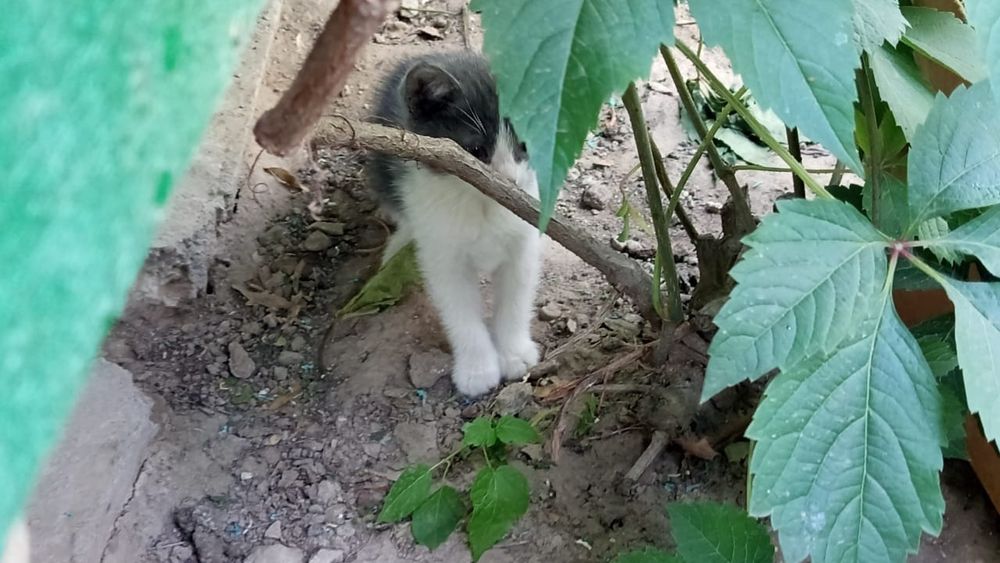 Отдам котят бесплатно
