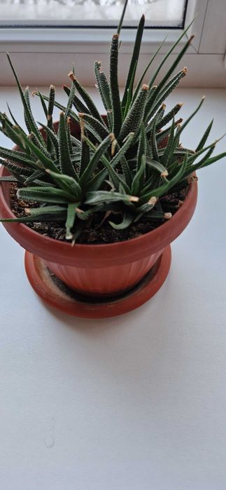 Продам молодой кактус