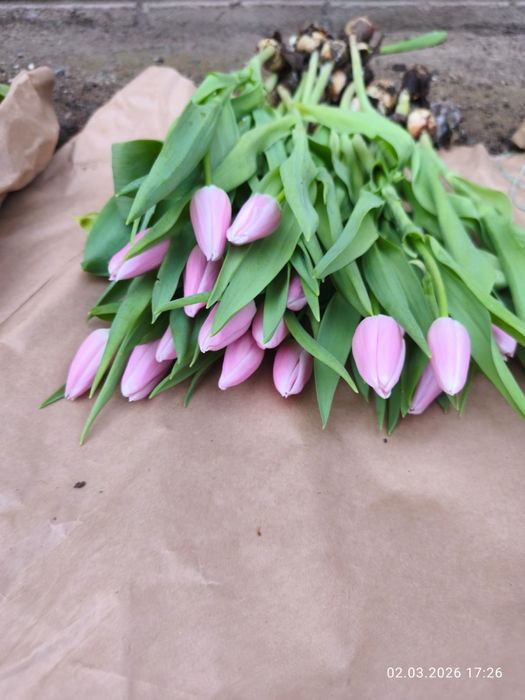 Тюльпаны Қызғалдақ гул цветы гүл