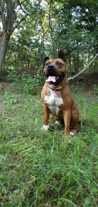 Urgent. Se dă spre adopție Amstaff