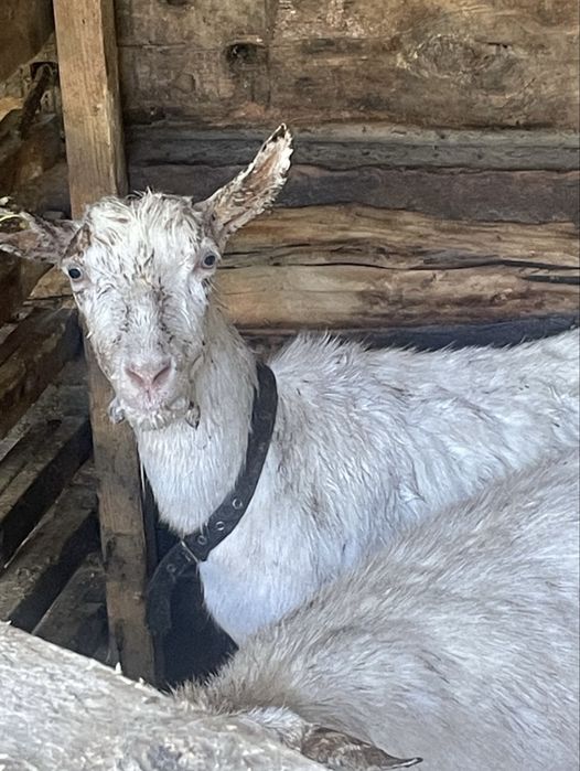 Продам коз зайнен чистокровный
