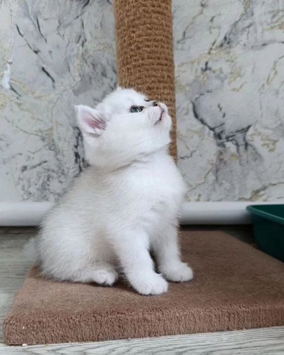 Шиншилла серебро котенок