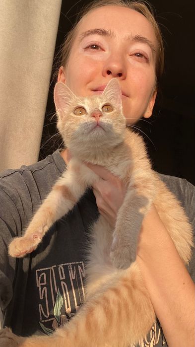 Отдам котенка, девочка