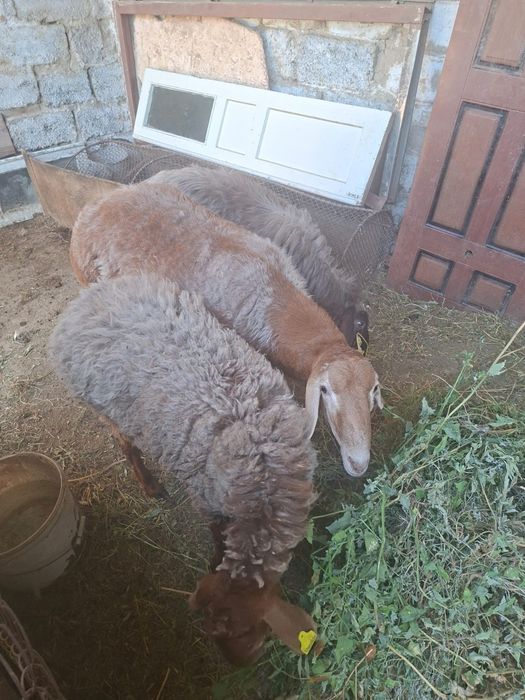 Продам барана, Кошкар