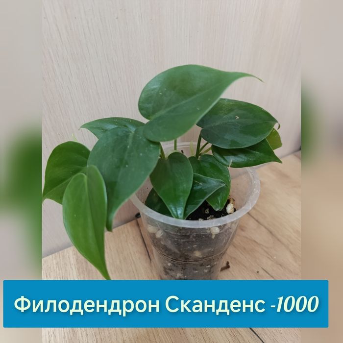 Комнатные цветы недорого