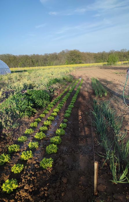 Продава се Парцел в с. Китка, Област Варна - 2000 кв.м за 13 €/кв.м - Снимка #1