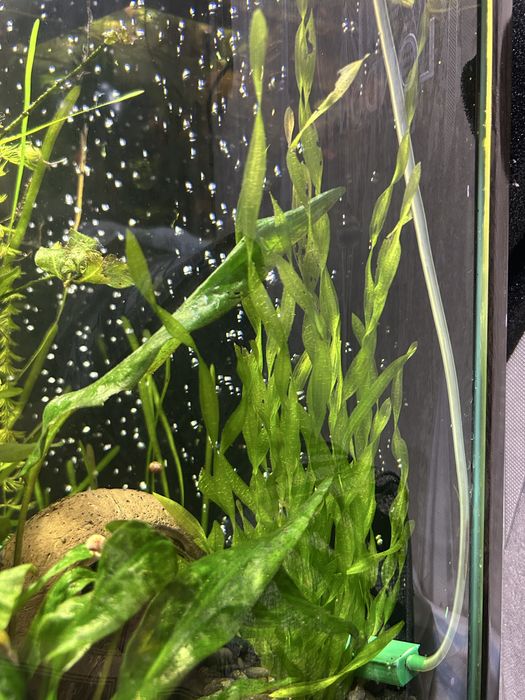 Продам аквариумные растения