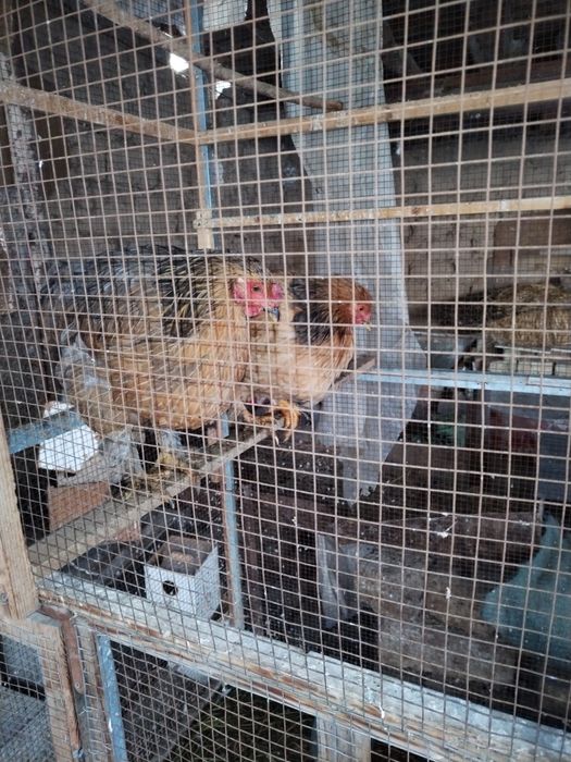 Sotlad toviqla  va xoroz sotlad soglom