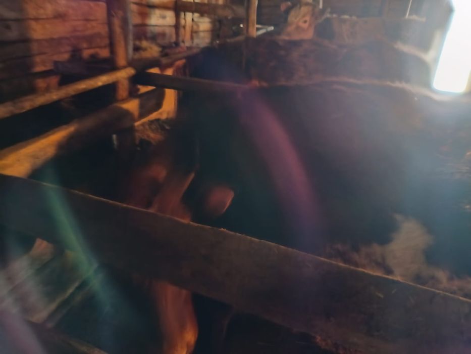 Продам телят на откорме