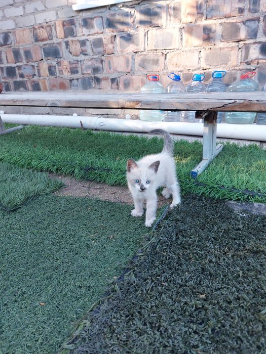 Игривые  котята в добрые руки