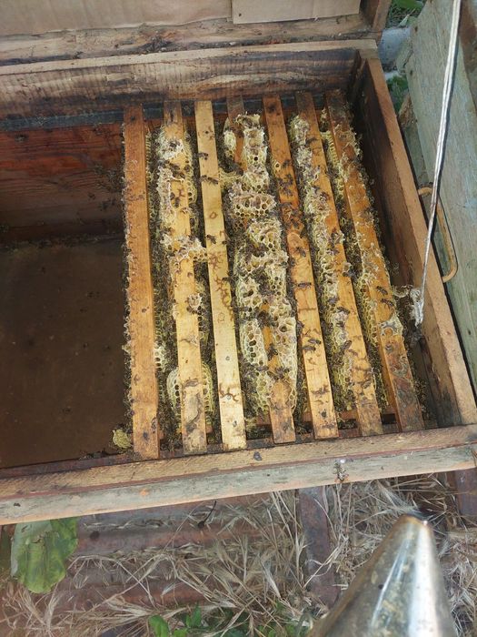 Пчел пчеловодства