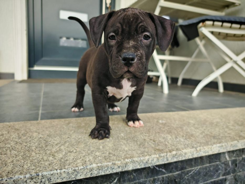American Bully XL