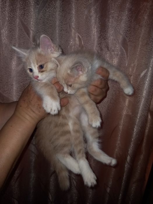 Отдам котят в добрые хорошие руки