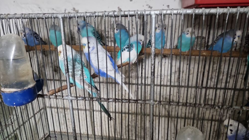 De vânzare diferite feluri de papagali si hamsteri pitici