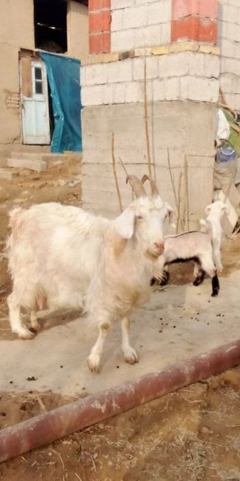 Echki sotiladi 2 ta bolasi bor 2.5litrdan 3litrgacha sut beradi