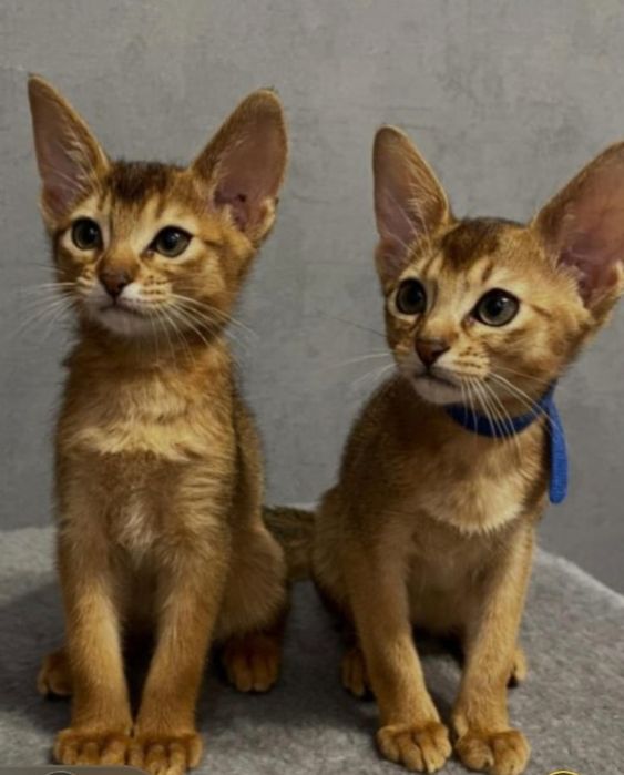 Абиссинские котята с полным пакетом документов
