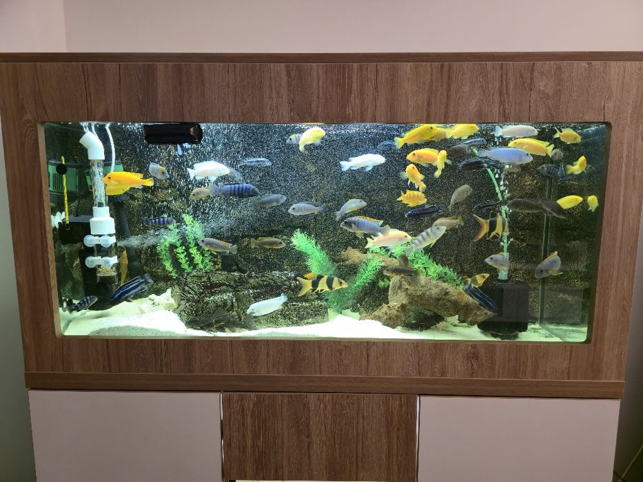 Acvariu pesti 300 litri