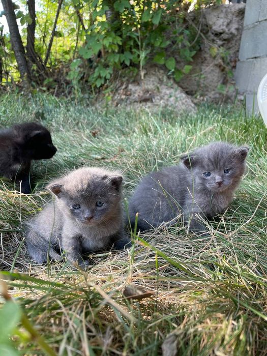 Малыши котята выбирают себе хозяина.