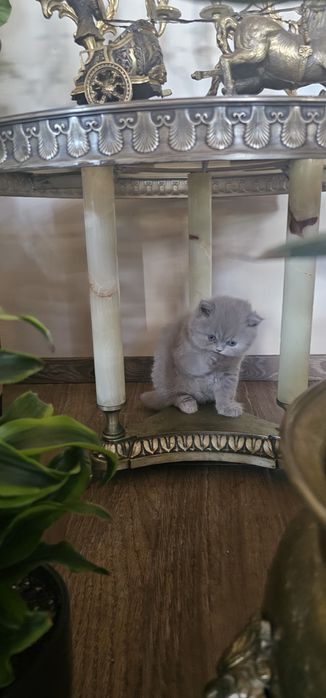Британско дългокосместо коте